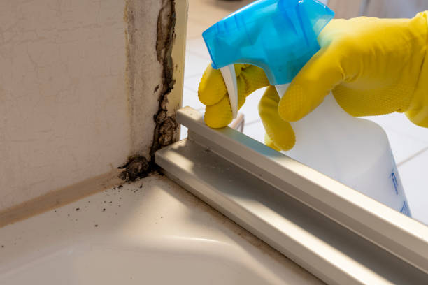 Best Commercial Mold Remediation in Alma, AR